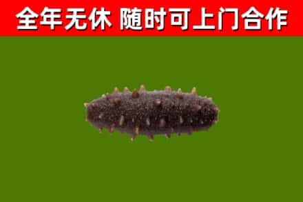 马尔康回收海参干